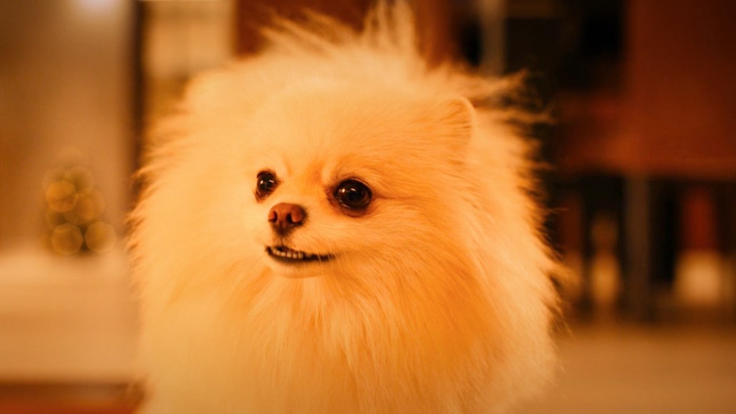 фильм Мое собачье дело, фото