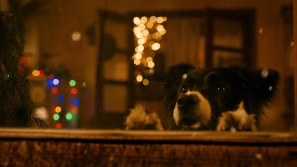 фильм Мое собачье дело, фото