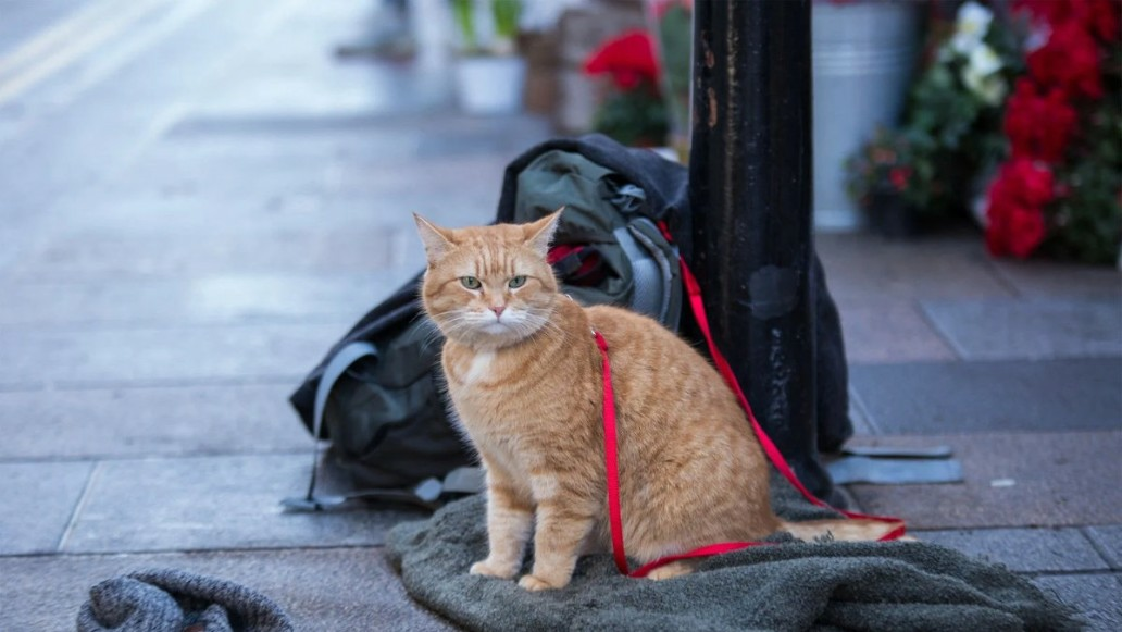 фильм Рождество кота Боба, фото