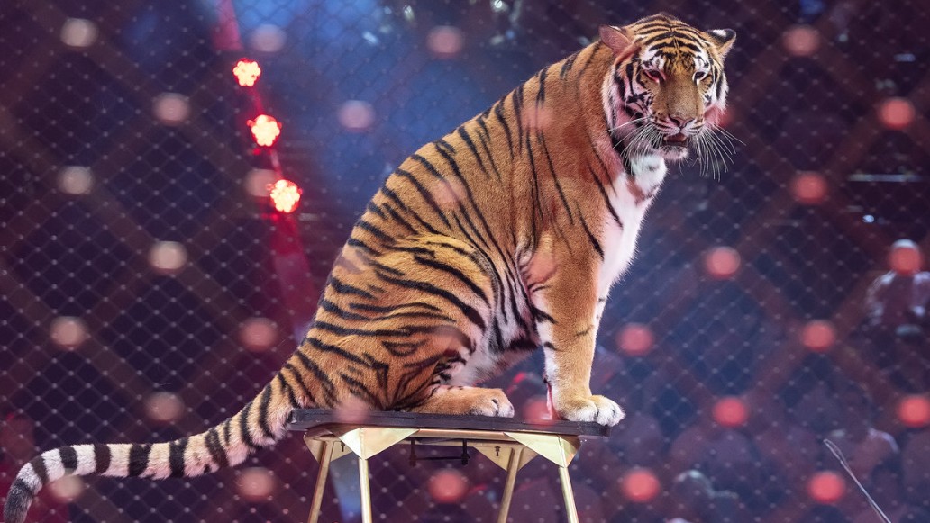 Новый год, «Сказка о Золотой рыбке», братья Запашные, шоу