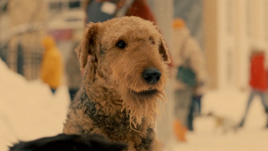 фильм Мое собачье дело, фото