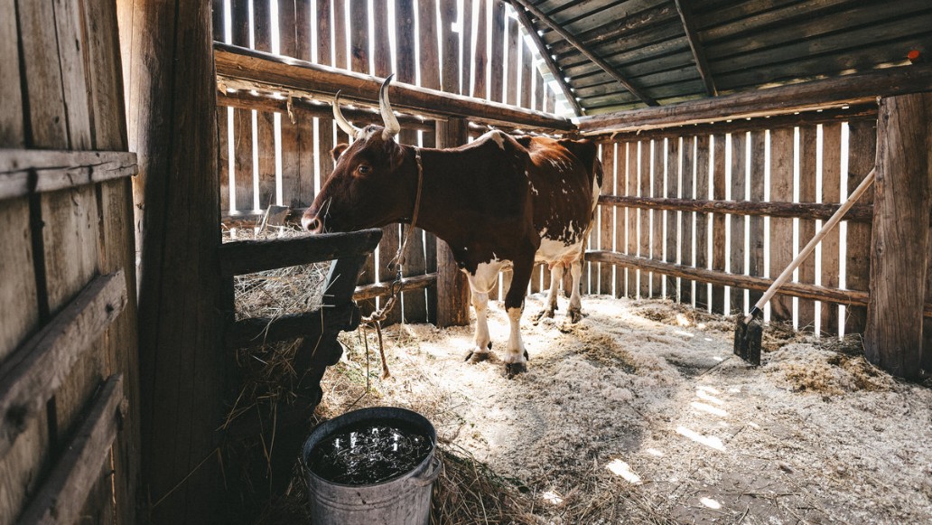 Простоквашино, фото