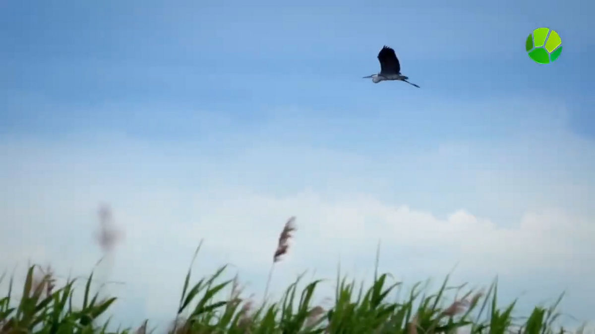 «Включай природу!»: телеканал «Живая Планета» отмечает 10 лет в эфире