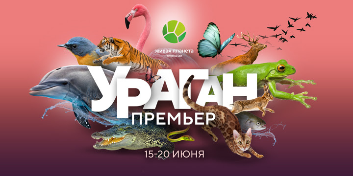 Дикие страсти и тайны природы: ураган премьер на «Живой Планете»