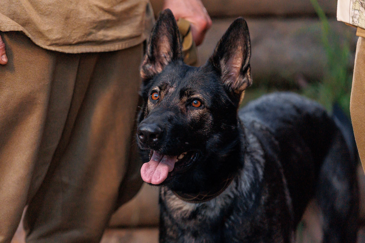 Телеканал НТВ снимает военную драму «Солдат по кличке Рекс» с Евгением Миллером и Любовью Константиновой