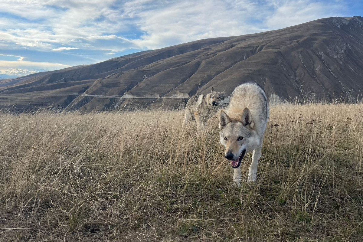 На Первом канале состоится премьера многосерийного фильма «Абрек» по мотивам повести Джамбулата Умарова