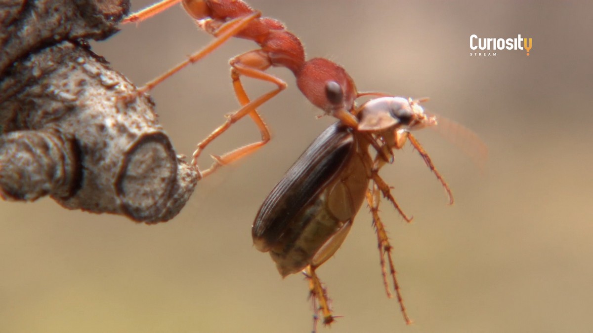 День природы: что смотреть в мае на телеканале CuriosityStream