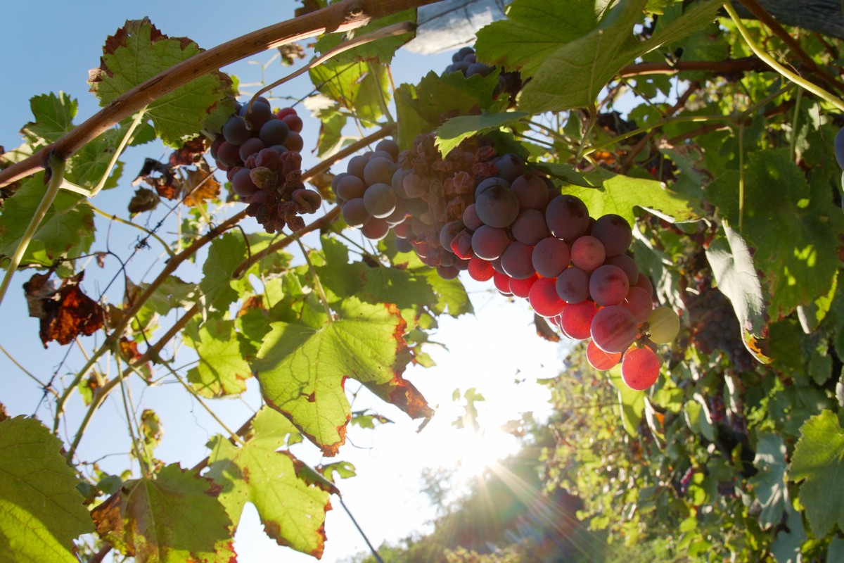 «Мой Загородный» – ваш «Загородный»: новый проект телеканала