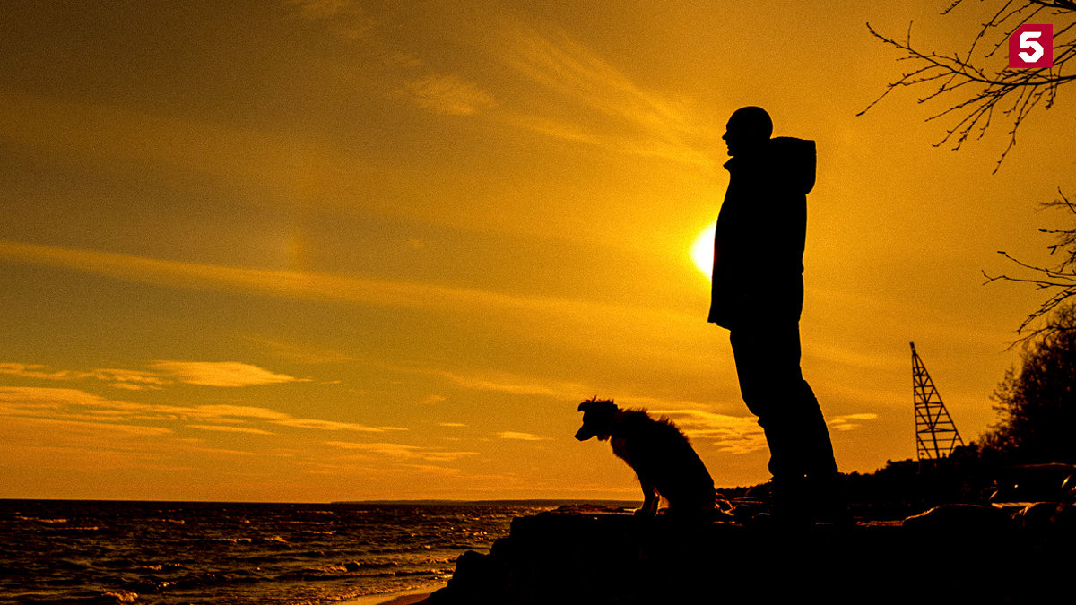 Хвостатые оценят контент: Пятый канал выпустил ролик для собак