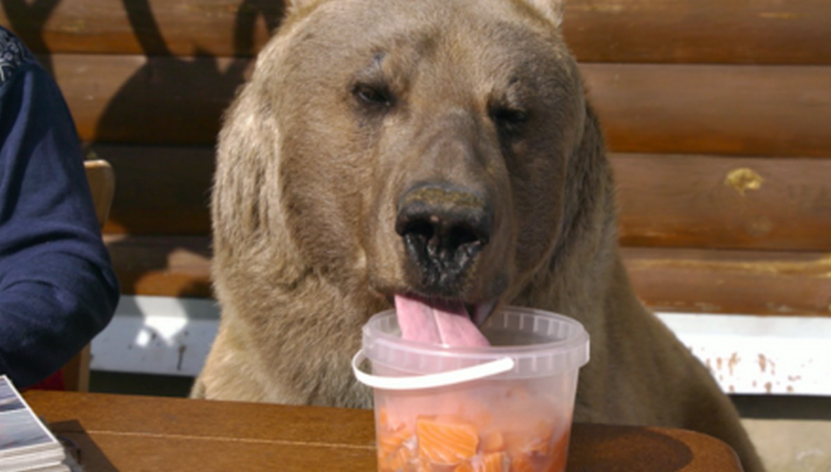 Стать ближе к дикой природе: какие премьеры подготовил канал «Зоо ТВ» в ноябре