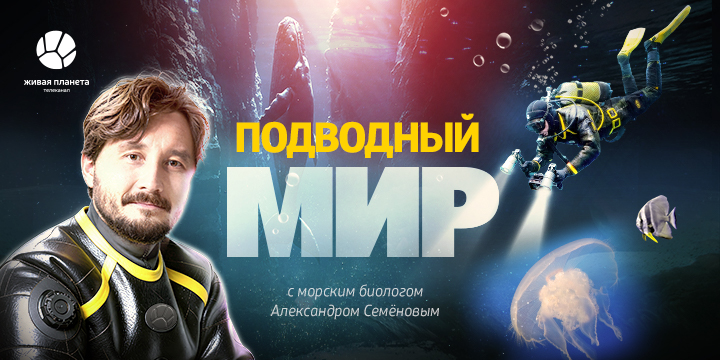 Погружение в морские пучины: на «Живой Планете» стартует премьера документального проекта «Подводный мир»