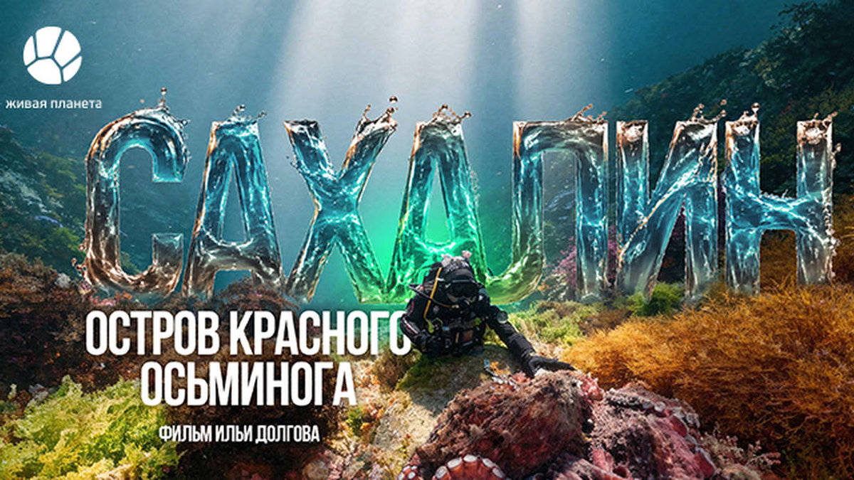Дальневосточный кракен: «Живая Планета» покажет премьеру фильма Ильи Долгова «Сахалин: Остров красного осьминога»