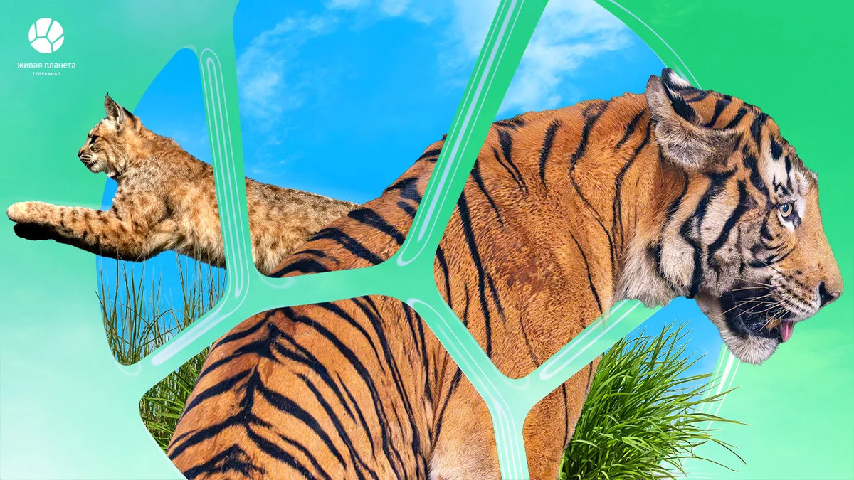 Дикие работники, скрытные рыси и призрак джунглей: объявлены премьеры телеканала «Живая Планета»