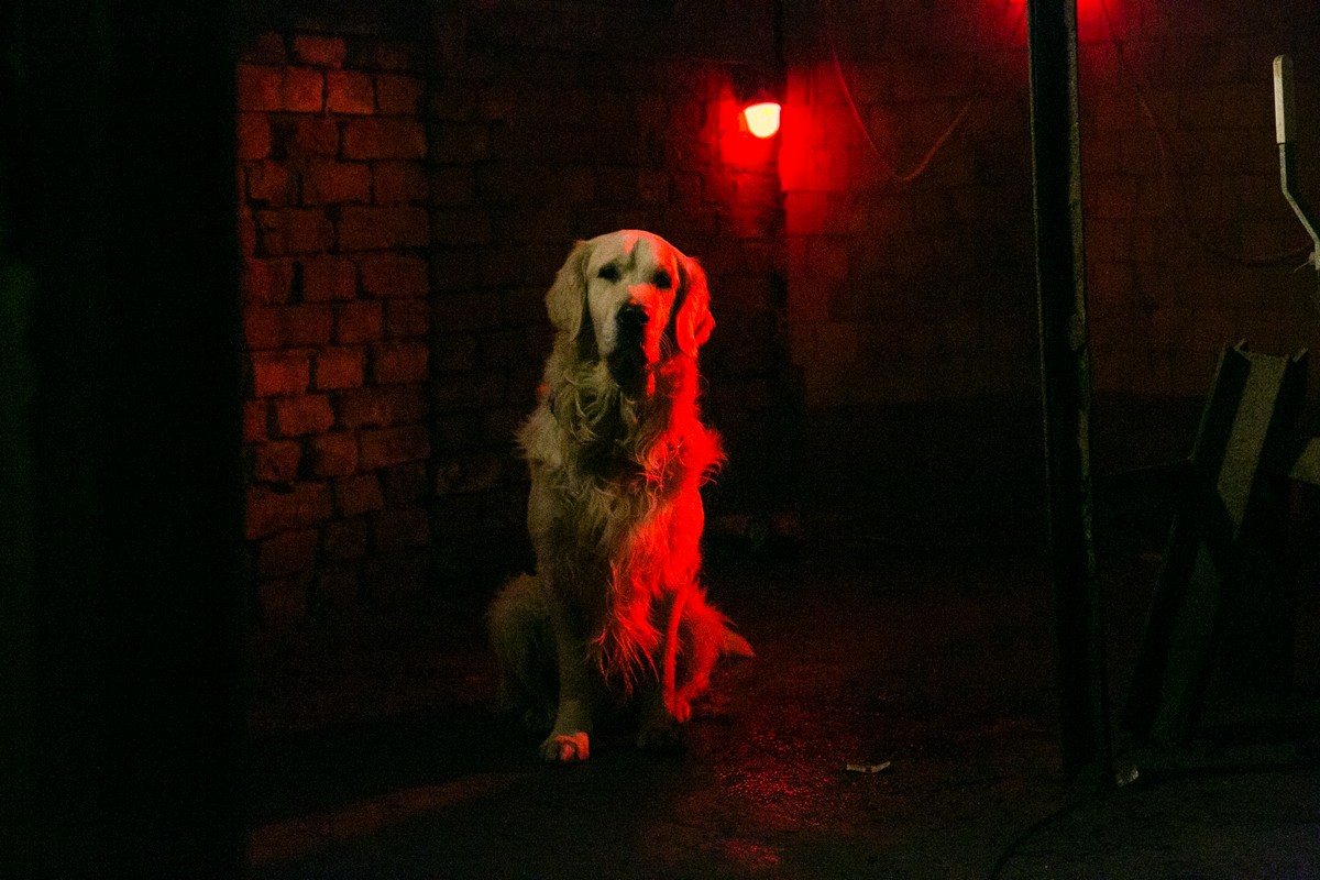 Собачье дело: как золотистый ретривер стал лучшим актером в сериале «Катя и Блэк»