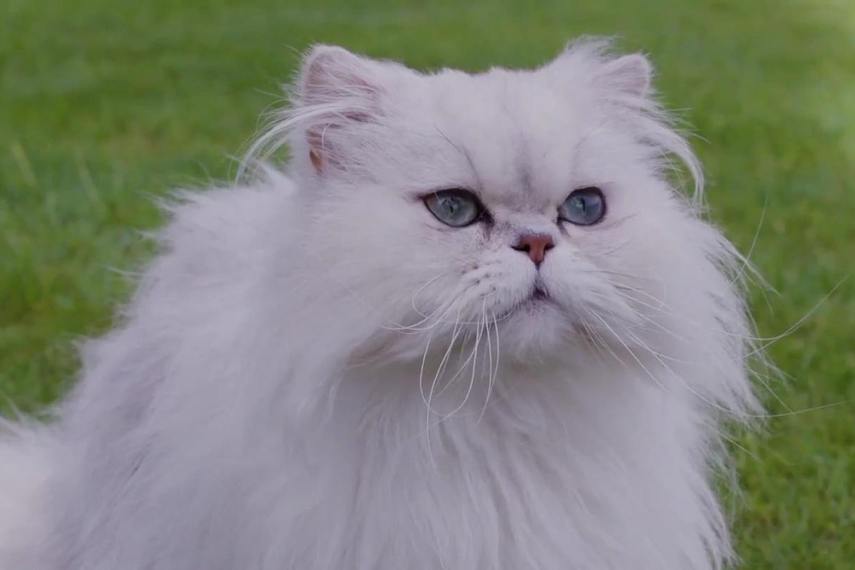 Гигантский кот, капризный мопс, лохматый подарок, суд за лабрадора: смотрим фильмы про домашних животных на канале «Комедийное»