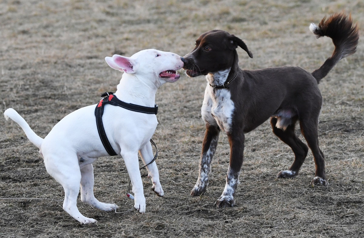 «Догументалки» – от слова «дог»: в Сети состоялась премьера уникальных фильмов для собак