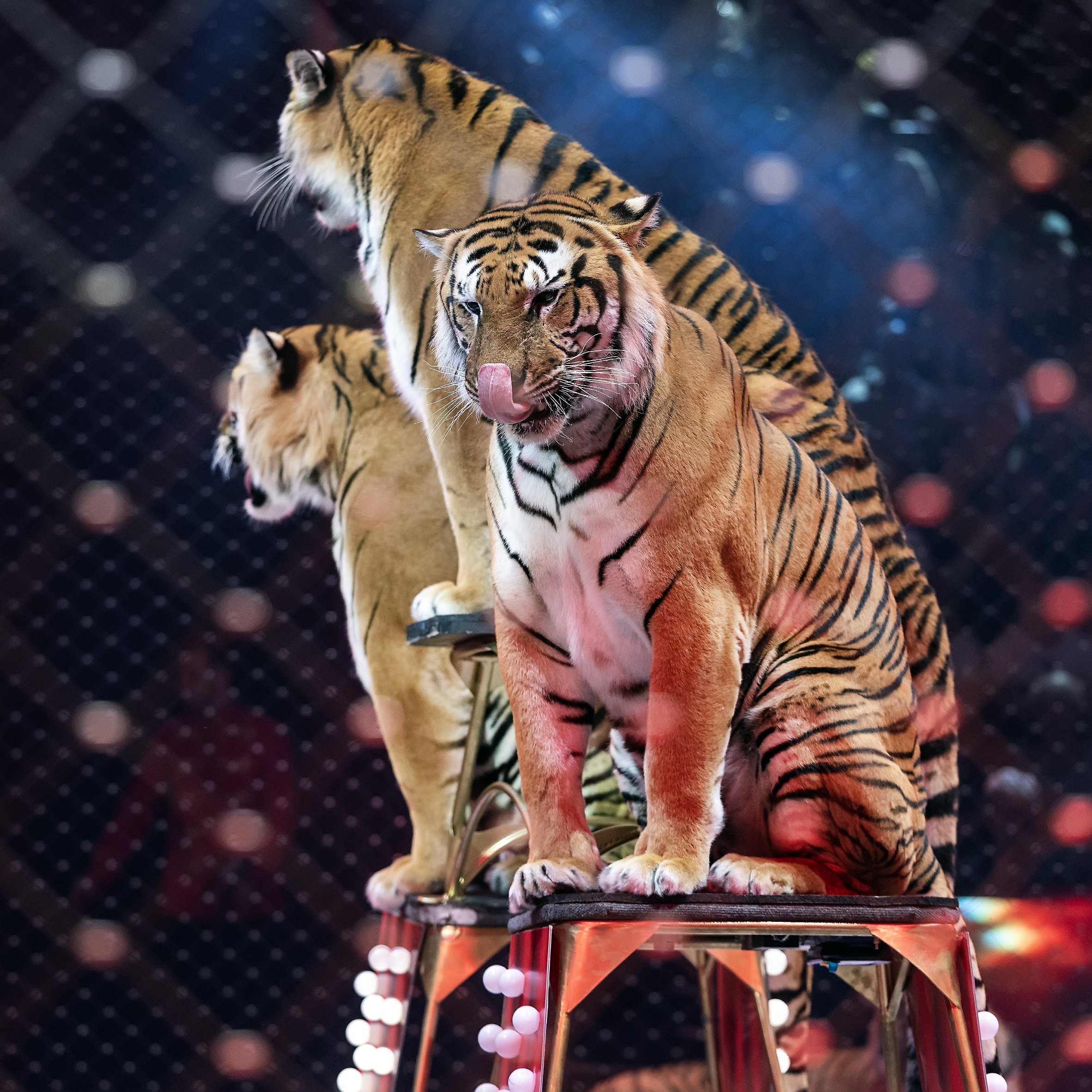 Тигры и медведи: в Петербурге пройдут новогодние шоу Запашных «Сказка о Золотой рыбке»