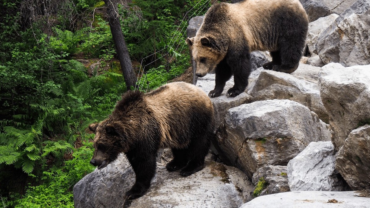 Живая школа, женщины и звери, коты в городе: что покажет в сентябре телеканал «В мире животных»