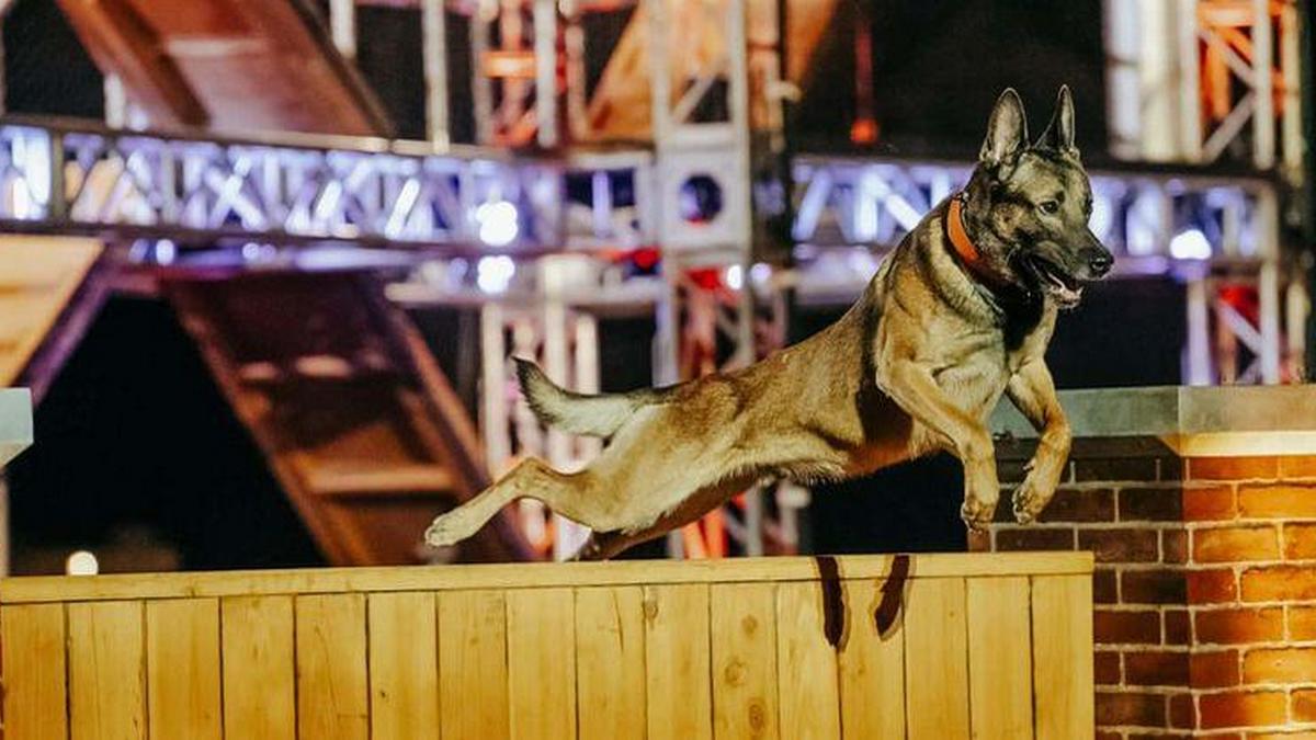 Гав-гав: на телеканале History HD стартует проект «Лучший пес Америки»