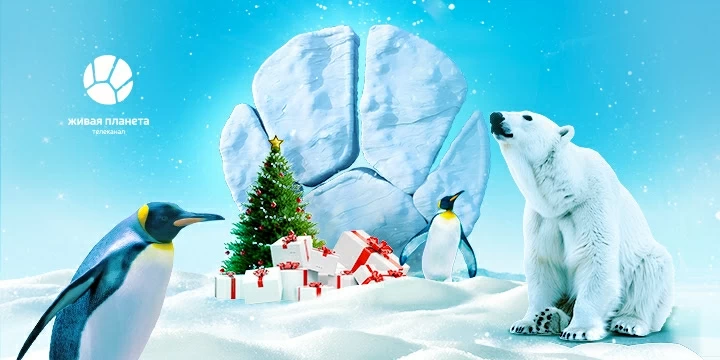 Все как у людей: что посмотреть на новогодних каникулах на «Живой Планете»