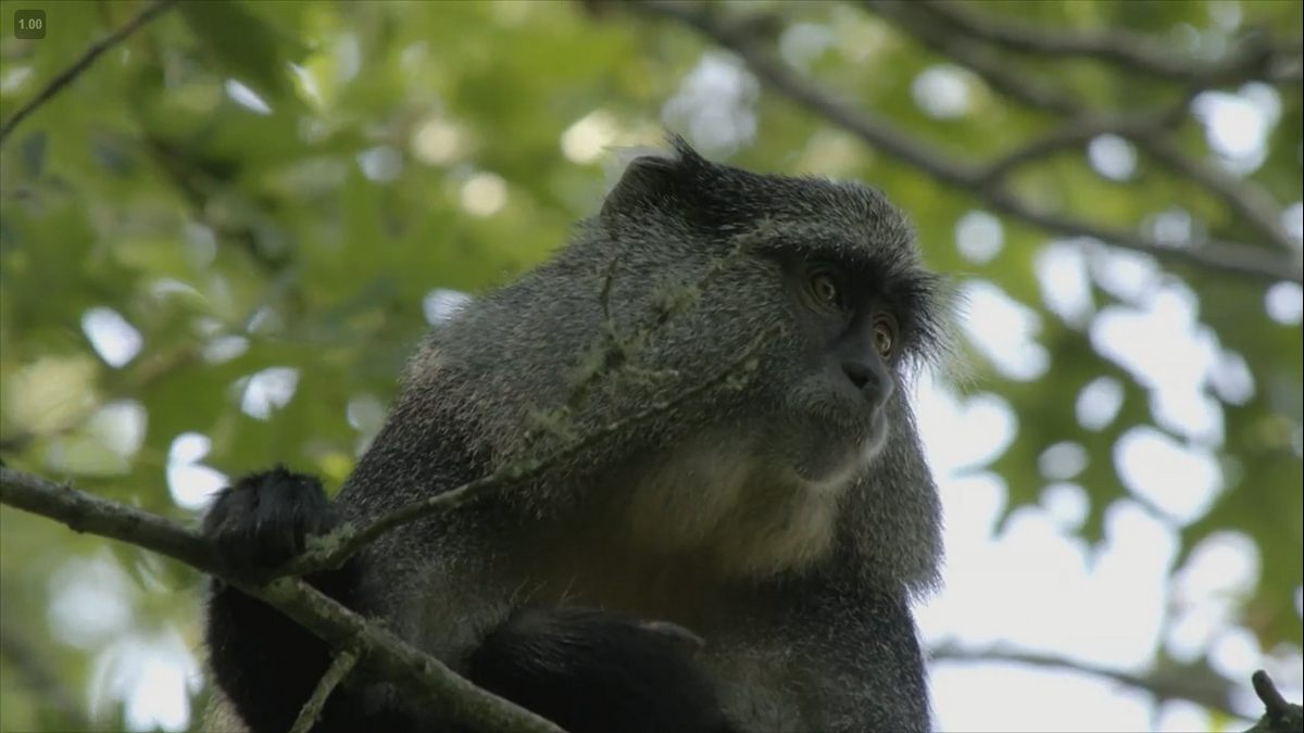 Новинки канала Love Nature 4K в октябре