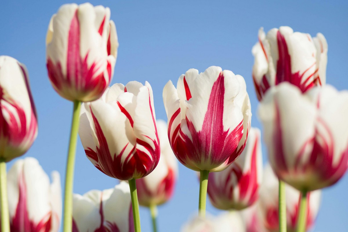 Весенняя романтика: Топ-5 фильмов для вдохновения к 8 марта 