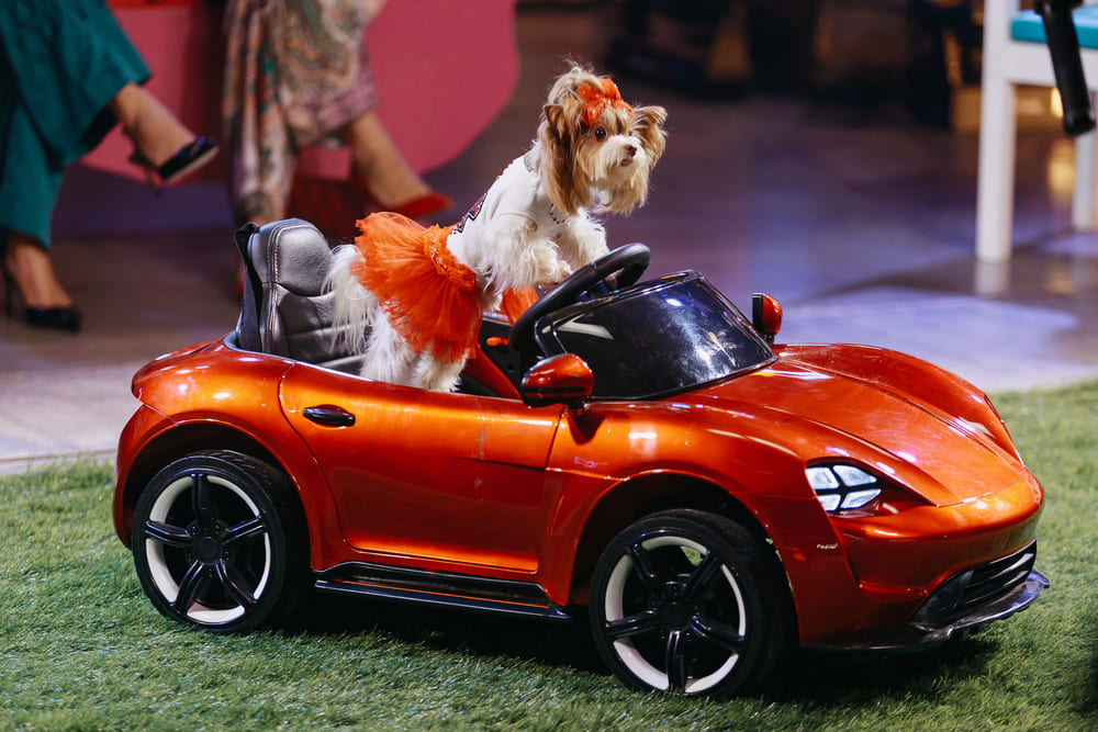 Заядлые собачники: на «Субботе!» стартует новое дог-шоу «Давай повяжемся»