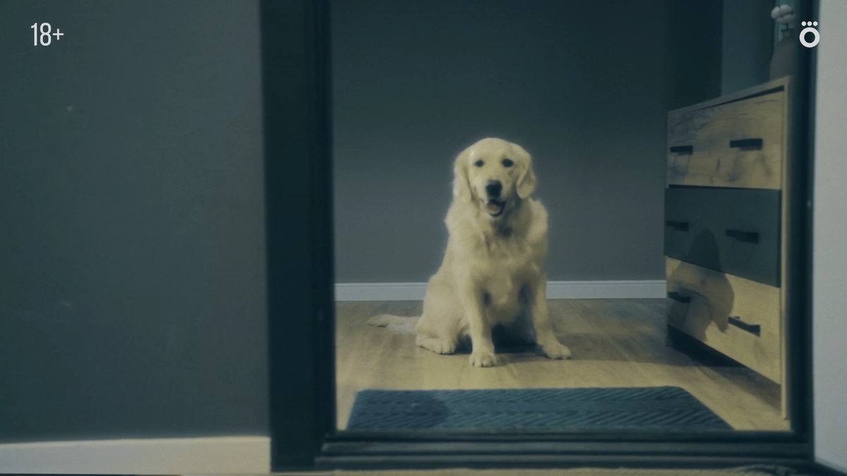 Специально для собак: в Сети выйдет зимняя «Догументалка»