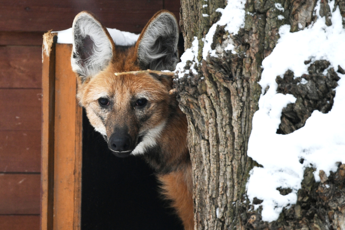 Для любителей четвероногих: телеканал «Моя планета» покажет документальные фильмы о диких собаках