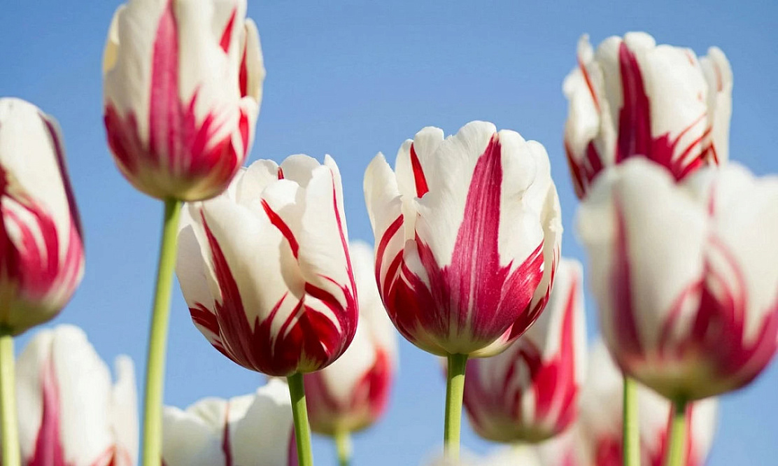 Какую программу приготовил телеканал «Россия 1» на праздник настоящей весны: что смотреть 8 и 9 марта