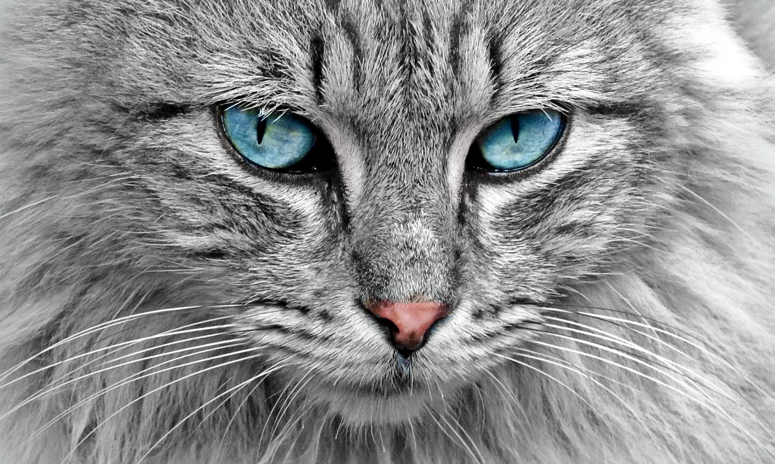 Котозависимость