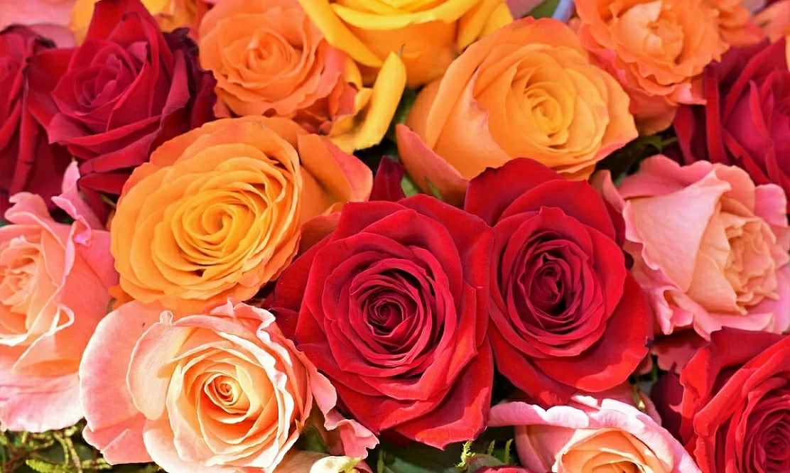 Концерты, конкурс красоты, кино со звездой «Первого отдела»: как поздравит с 8 Марта своих зрительниц НТВ