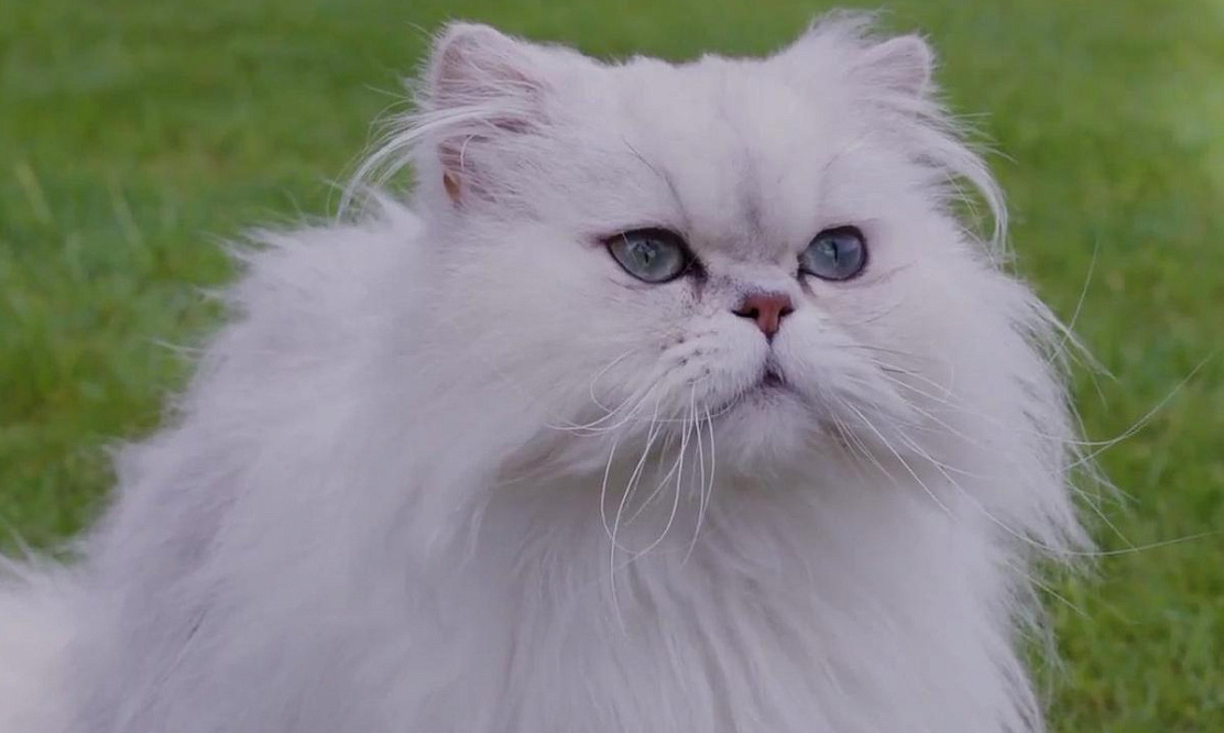 Гигантский кот, капризный мопс, лохматый подарок, суд за лабрадора: смотрим фильмы про домашних животных на канале «Комедийное»