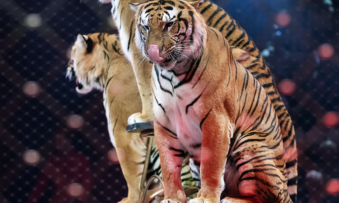 Тигры и медведи: в Петербурге пройдут новогодние шоу Запашных «Сказка о Золотой рыбке»