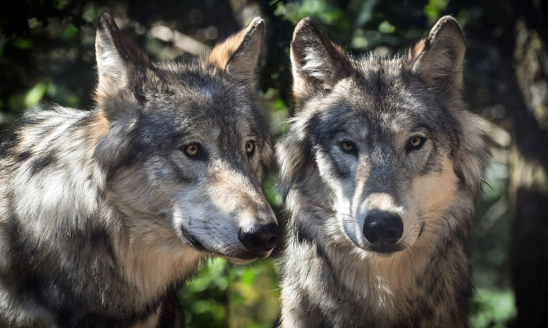 Новинки канала Love Nature 4K в сентябре: неделя больших кошек и премьера проекта «Битва за лидерство»