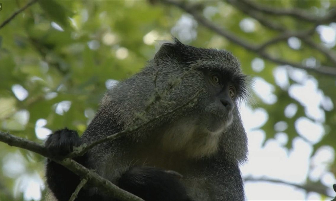 Новинки канала Love Nature 4K в октябре