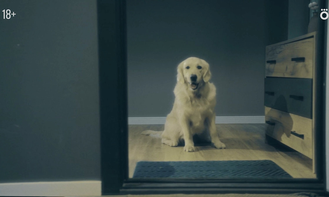 Специально для собак: в Сети выйдет зимняя «Догументалка»