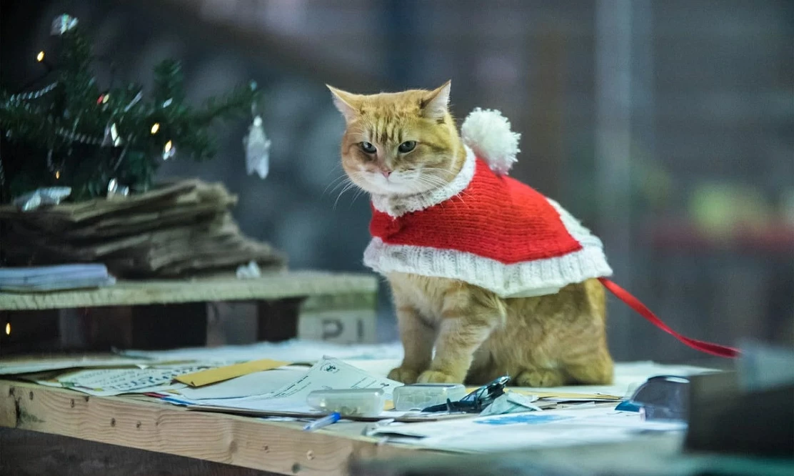 Праздник с мудрым котярой: «Рождество кота Боба» на канале «Премиальное» показывает новые приключения музыканта и усатого соавтора