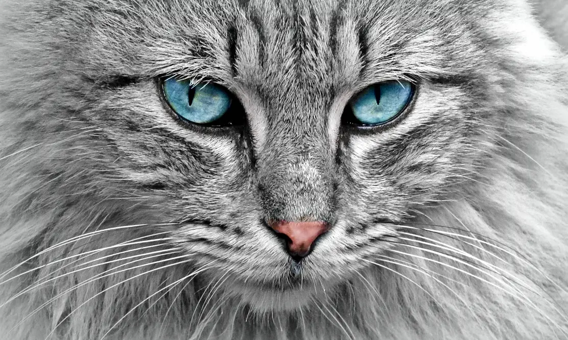Котозависимость